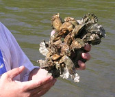 human hands holding up an oyster shell cluster