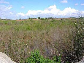 June 2005 - The restored river shows mature willow trees covering the disturbed area.