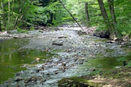 A woodland stream