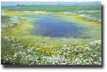 vernal pool