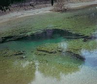 Photo showing vegetation under crystal clear blue waters.