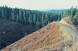 Photo showing forest deforestation along a mountainside.