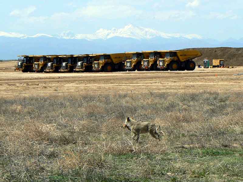 A coyote at the wildlife refuge