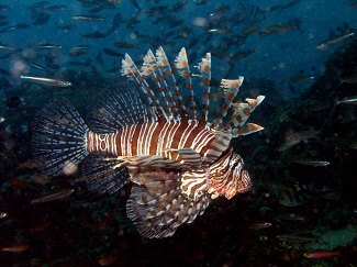 Lionfish