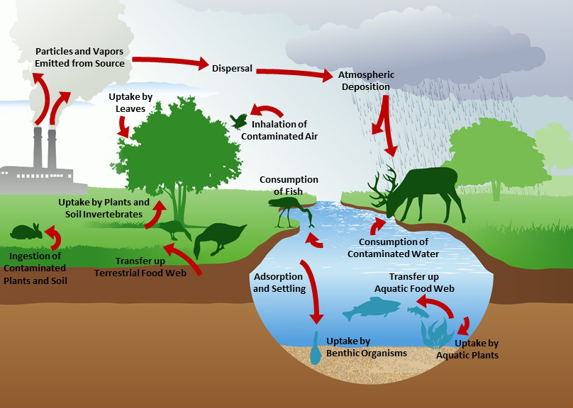 An illustration showing the multiple pathways of exposure.