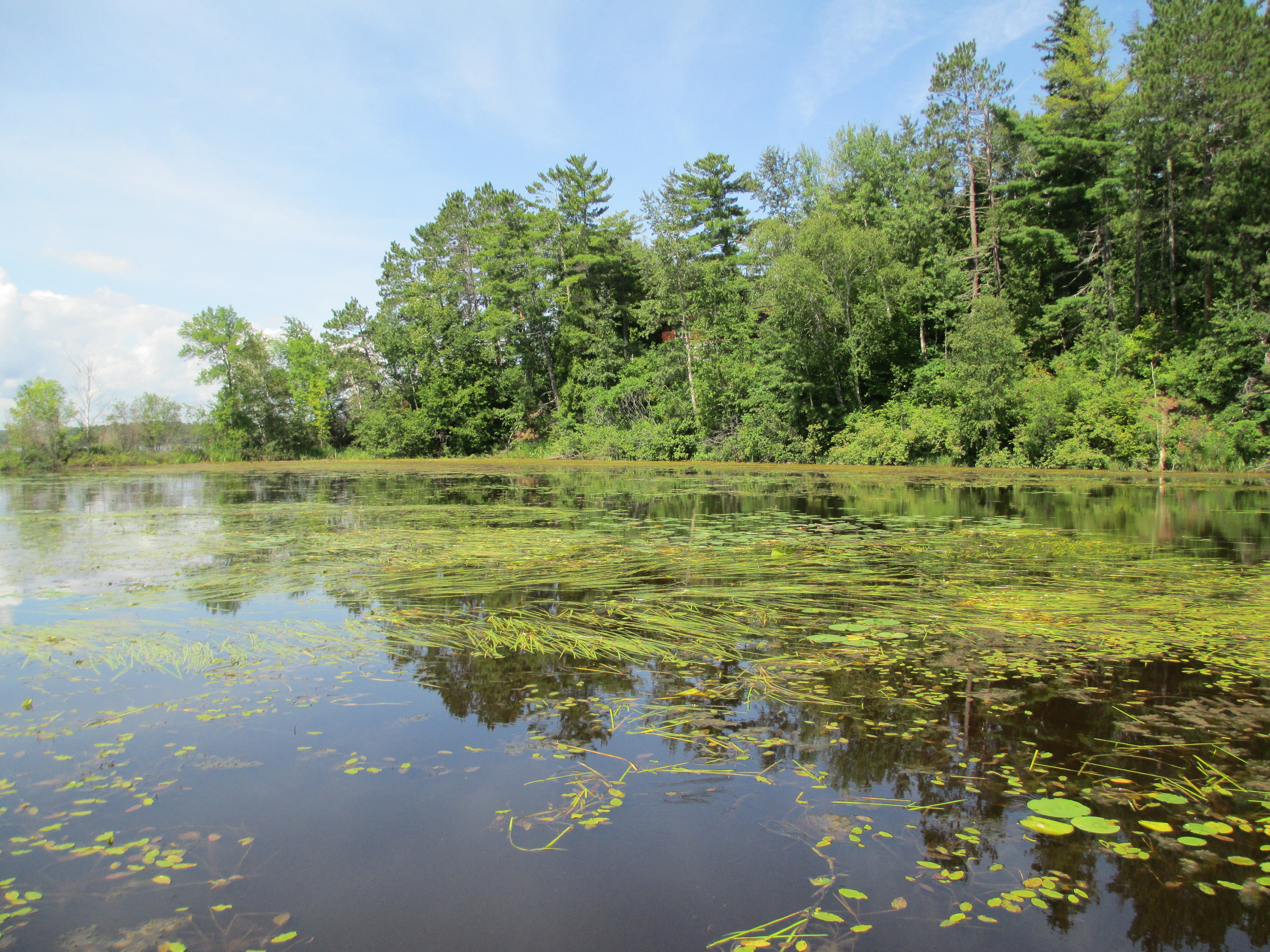 Great Lakes coastal wetland within the St. Louis River estuary.