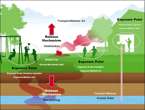 People, animals, plants, and our environment can become contaminated through a variety of transport and exposure routes.