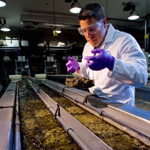 Examining algae growth in simulated stream system.