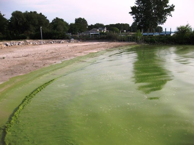 Blue-green algae on the shores of Lake Erie.