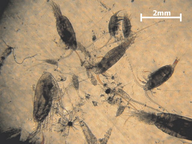 Common zooplankton