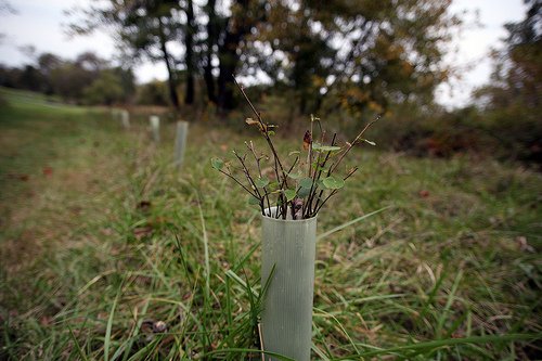 Newly Planted Riparian Buffer