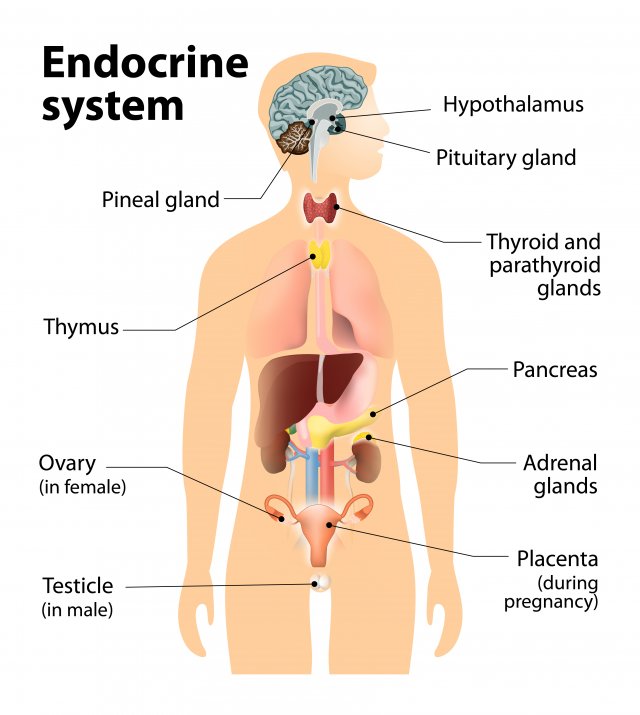 Endocrine System Overview