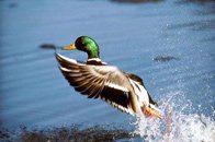 Photograph of a mallard, which illustrates wildlife and environmental areas for incident reporting.