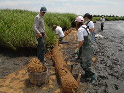 Crew of five, installing filled rope "sausage" for shore protection along boundary between mudflats and estuarine grasses.