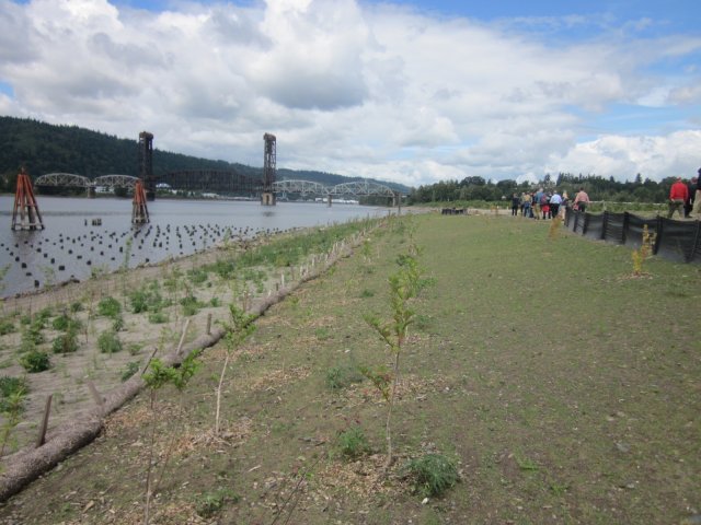 Plant growth at Portland Harbor