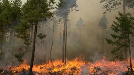 Wildfire and smoke in a British Columbia forest. Photo courtesy of B.C. Wildfire Service.