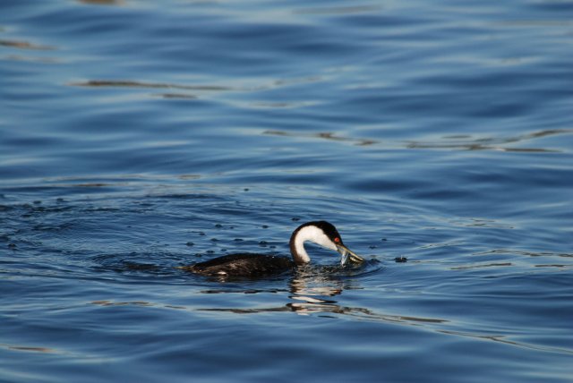 Western grebe eating a forage fish. Photo courtesy of J. Gaydos/Seadoc Society.