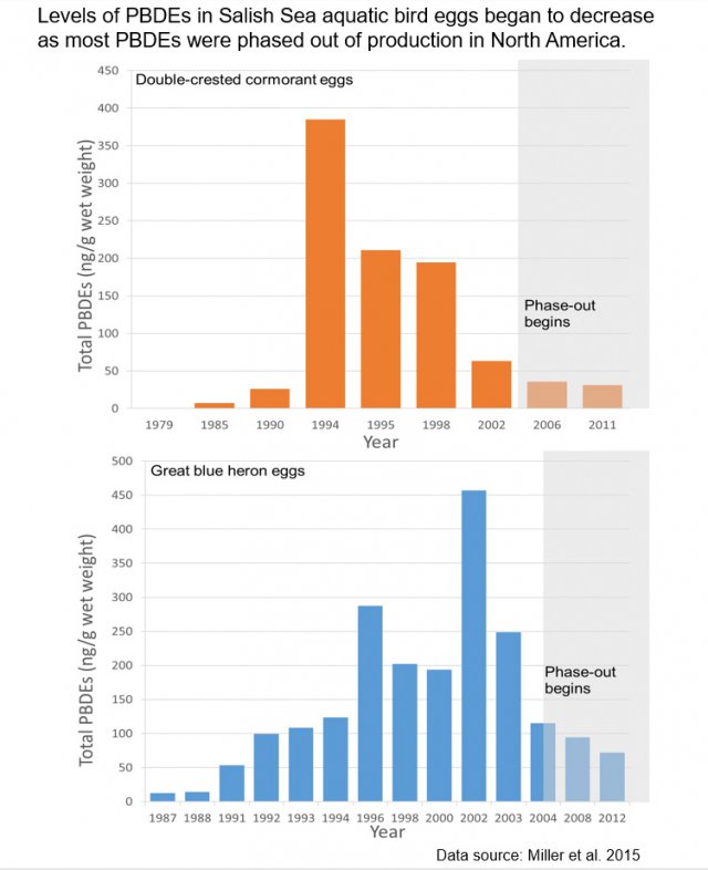 Charts showing levels of PDBEs in aquatic bird eggs (Double-crested Cormorant and Great Blue Heron) in the Salish Sea between 1979-2011 (cormorant) and 1987-2012 (heron). Data source: Miller, et. al. 2015.