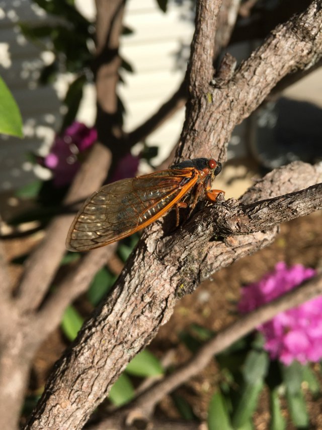 Cicadas