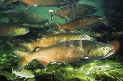 Chinook Salmon swimming in a stream