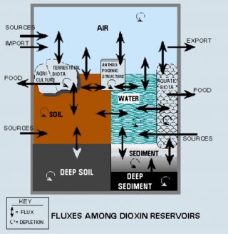 Dioxin cycling through the environment