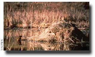 muskrat