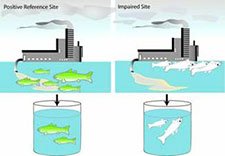 Figure 3-8a illustrates how fish in a positive reference site are still okay in an impairment but fish without the positive reference are dead.