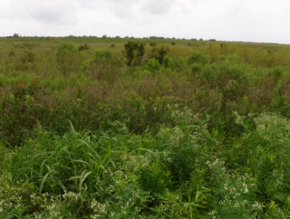 Bayou Dupont Revegetation