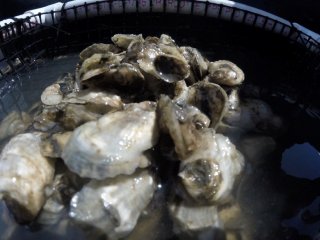 Oysters