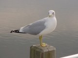 Seagull stands watch on a pier piling.