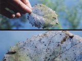 partially decomposed beech leaves