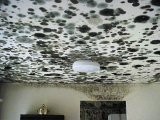 Extensive mold contamination of ceiling and walls.