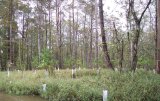 Photo shows herbaceous vegetation with large trees interspersed.  Saplings have nutria guards.