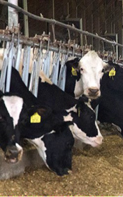 Cow in stall