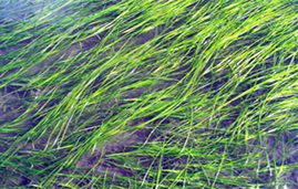 Close-up photograph of eelgrass in water