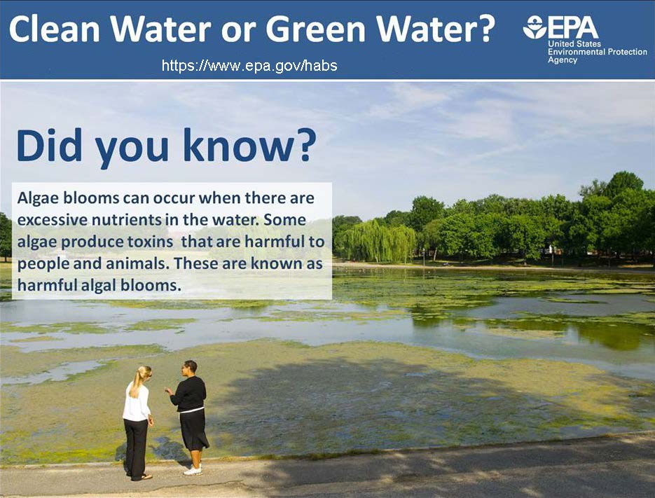 Some algae produce toxins that are harmful to people and animals. Photo of two people standing by a harmful algal bloom.