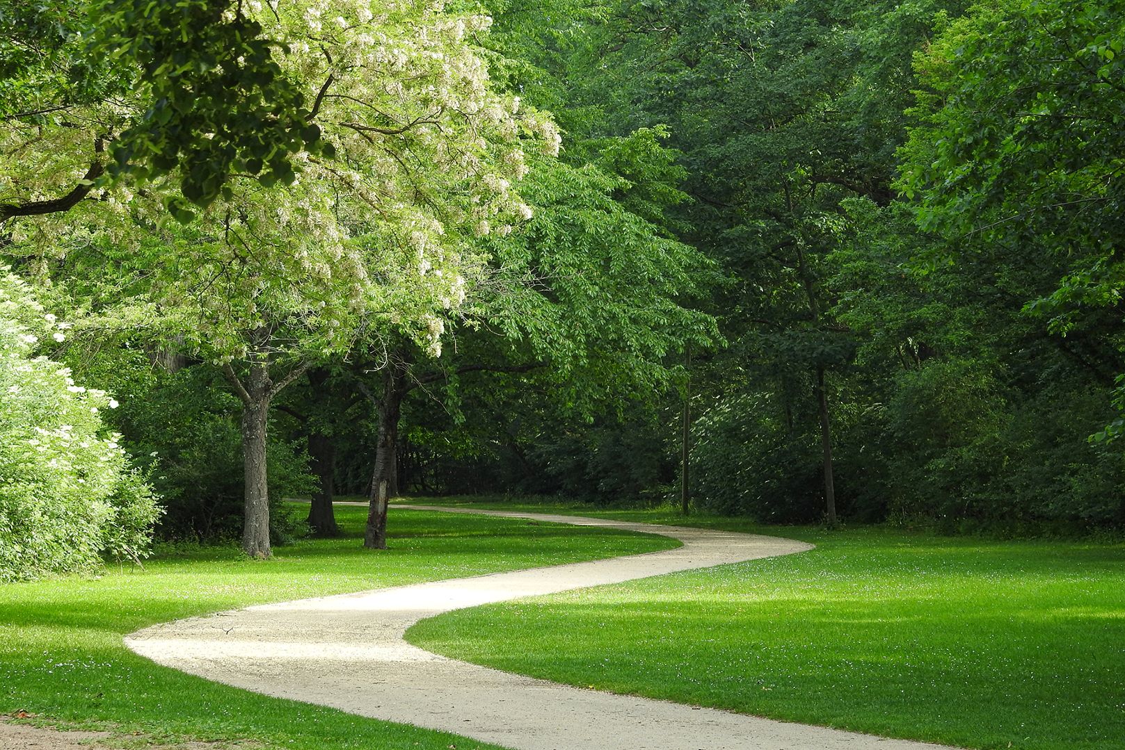 dirt path winding through trees