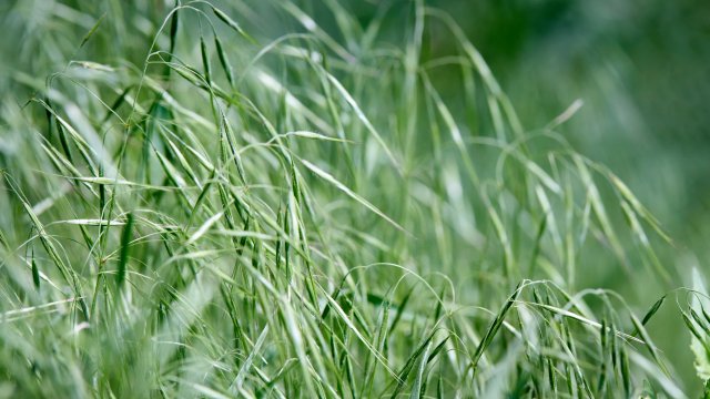 Close up of cheatgrass