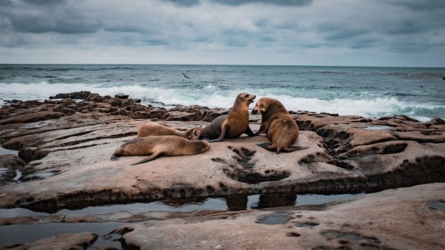 Sealions on rocks