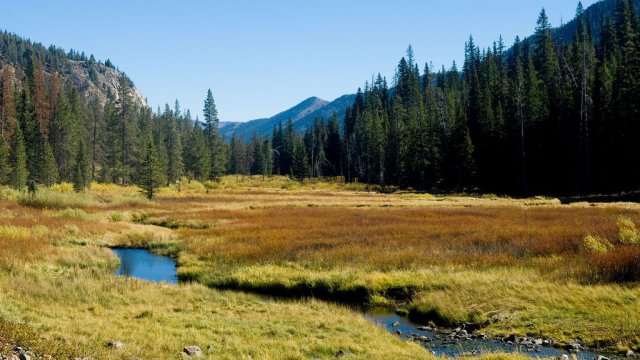 wetland field