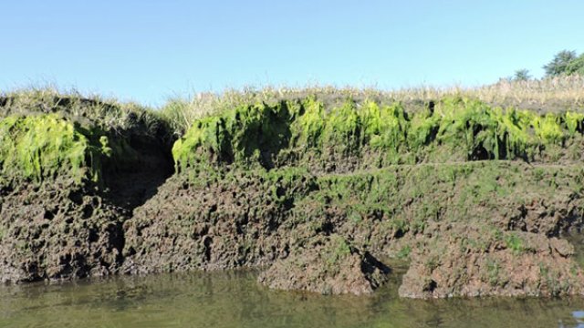 View of a Salt Marsh