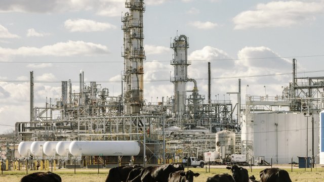 Cows loom and forage in front of a fenced in industrial facility