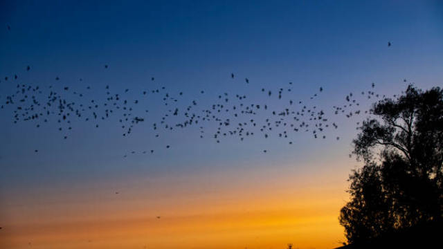 Bats fly against a sunset