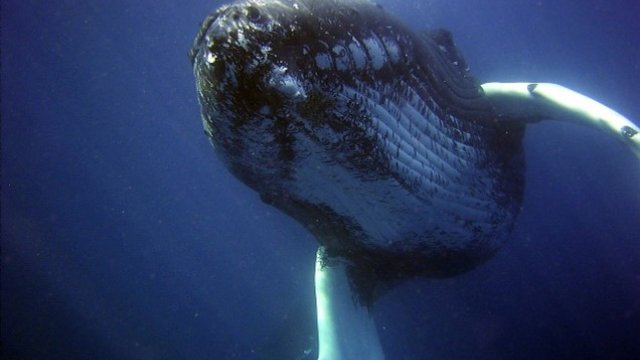 A whale swims in the ocean