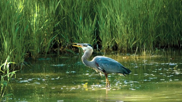 Blue heron swallowing a fish while standing in water surrounded by tall grass.