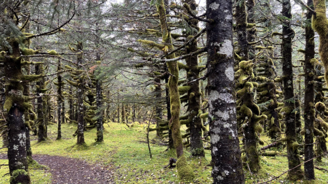 path through a forest in Alaska