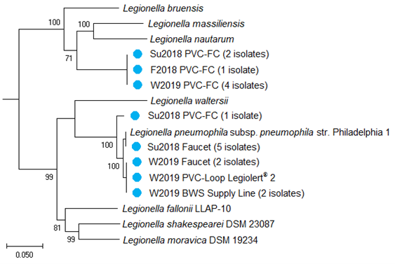 Phylogenetic tree illustrating isolate relatedness to reference genomes. Representative strains (blue dots) from various sampling locations and times were chosen for construction of this phylogenetic tree. 