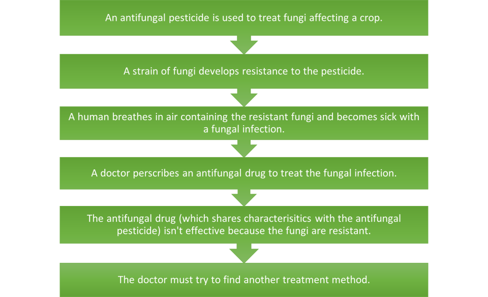 flowchart for Antifungal Drug Efficacy