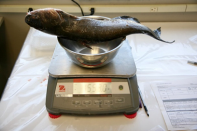 Fish being weighed on a scale.