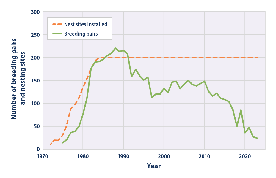 Line graph showing number of breeding pairs of black guillemot and number of nest sites installed in Cooper Island, Alaska, from 1972 to 2023.